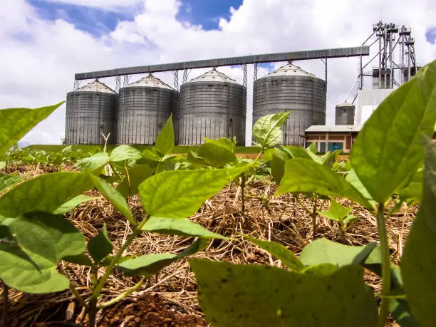 Photo of detail of bean plant in field with storage silo background in Brazil