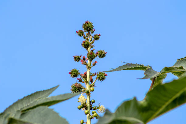 Close-up of a Ricinus communis