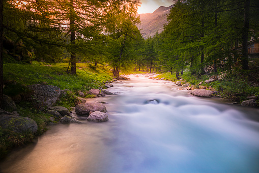 Ethereal blurred river stream and pine woodland at springtime  – Gran Paradiso Alps – Italy