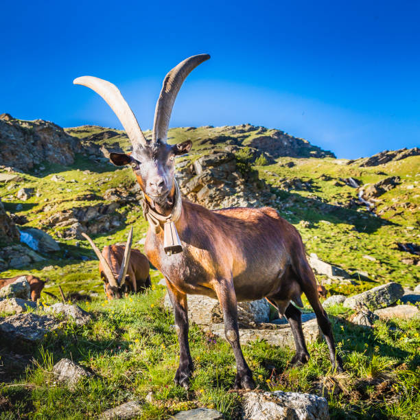 alpenziegen in dramatischer italienischer alpenlandschaft – gran paradiso, italien - alpensteinbock stock-fotos und bilder