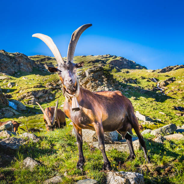 cabras alpinas en el espectacular paisaje de los alpes italianos – gran paradiso, italia - mountain famous place livestock herd fotografías e imágenes de stock