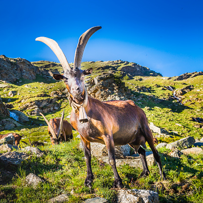 Alpine goats in dramatic italian alps landscape – Gran Paradiso, Italy