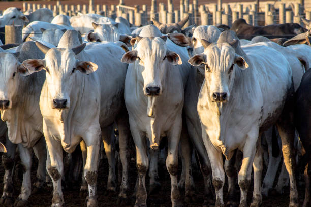 istock A group of cattle in confinement in Brazil 1268944434