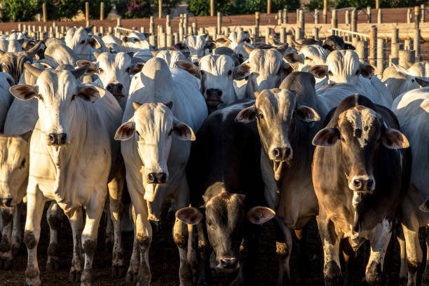 istock A group of cattle in confinement in Brazil 1268944450