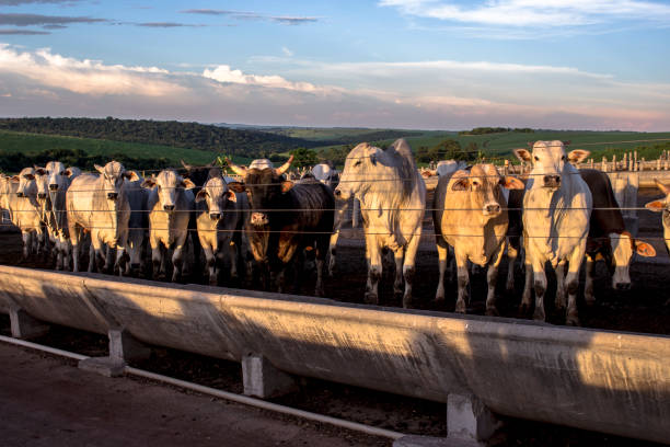 a group of cattle in confinement in brazil - livestock market imagens e fotografias de stock