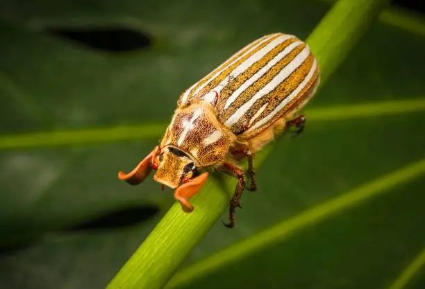 Photo of macro ten-lined June beetle (Polyphylla decemlineata) on plant stem