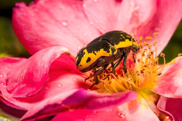 This close up, side view image shows a cute yellow Harlequin (Gymnetis thula) beetle pollinating the center of a pink, dew covered flower.