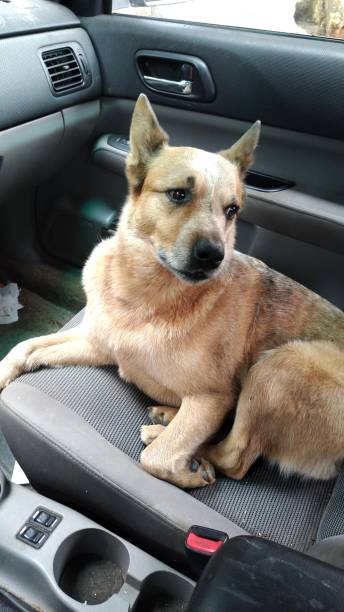 istock Dog Sitting In Passenger Seat 1268948699