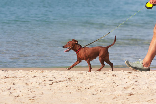 Lap dog on a leash walking along the shore