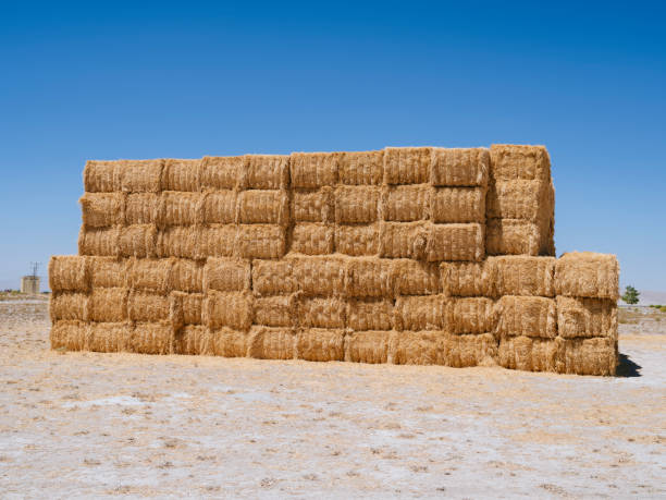 istock Stacked bales of straw 1268958794