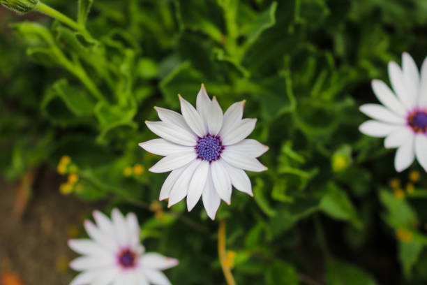 istock white flower with purple center 1268967542