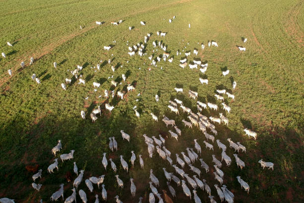 ブラジルの牧草地でのネロア牛の空中写真 - 牧場 ストックフォトと画像