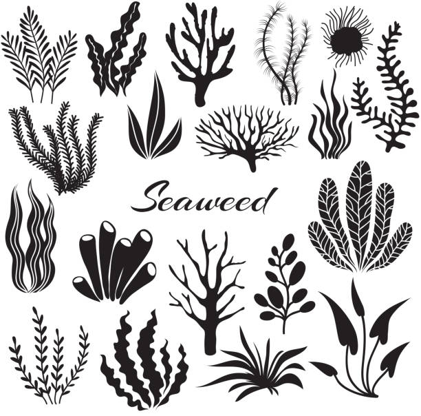 aquarium algen. unterwasserpflanzen, meeresbepflanzung. vektor algen schwarz silhouette isoliert set - seaweed stock-grafiken, -clipart, -cartoons und -symbole