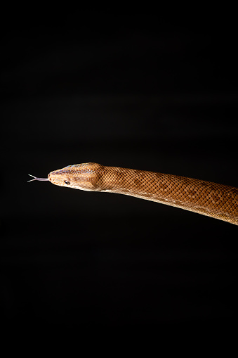 A small orange Corn Snake with its tongue out on a black background.