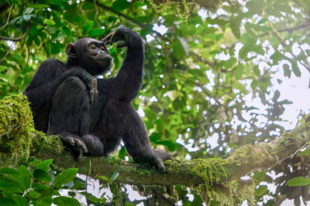 Portrait of a male chimpanzee sitting in a tree in Kibale Forest National Park in Uganda. stock photo