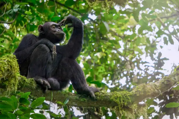 Low angle view of a solitary wild male chimpanzee (Pan troglodytes) sitting on a tree branch, surrounded by leaves and moss, in its natural forest habitat in Uganda. The chimp has a serious facial expression and appears contemplative.