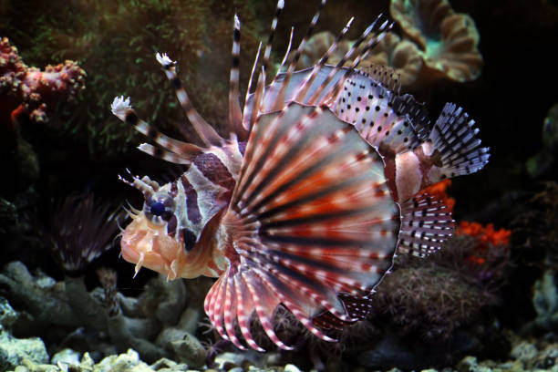 istock Fuzzy dwarf lionfish on the coral reefs 1268976313