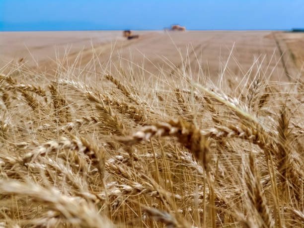 istock unfocused combine harvester on a yellow wheat field in Bazil 1268976366