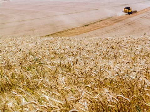 unfocused combine harvester on a yellow wheat field in Bazil