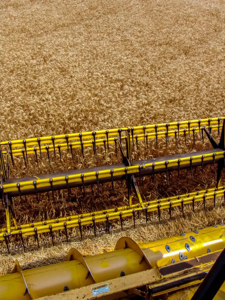 istock Combine harvester on a yellow wheat field in Bazil 1268976442