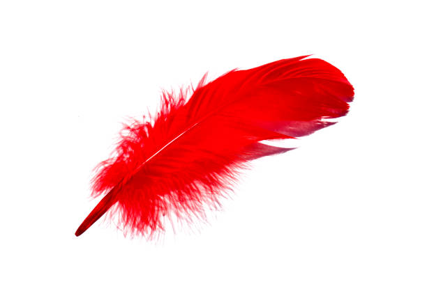 istock Red isolated falling feather close up. Exotic, tropical bird macro feather on white background. Fashion magazine beautiful cover, postcard concept. Color of Year 2020. 1268979123