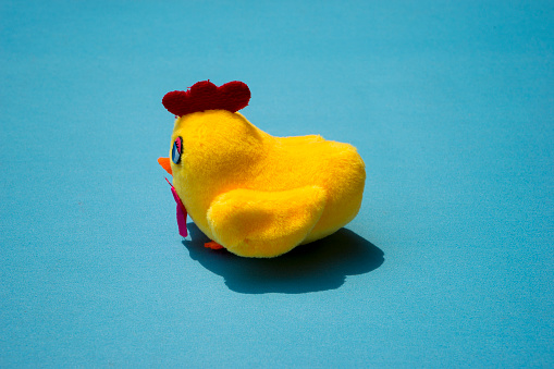 Shrilling Chicken squeaky toy . toy rubber shriek yellow chicken isolated on blue background