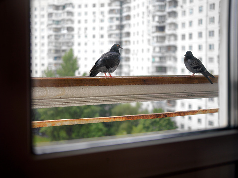 Two pigeons sitting on a balcony, urban scene