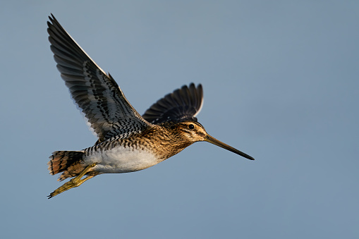 Common snipe in flight in its natural enviroment