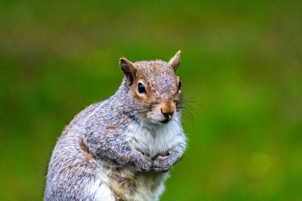 istock Squirrel Hanging and Eating at Bird Feeder 1268982282