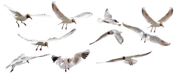 istock ten isolated on white black-headed gulls in flight 1268983899