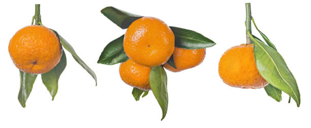 istock ripe orange tangerines with leaves group isolated on white 1268983900