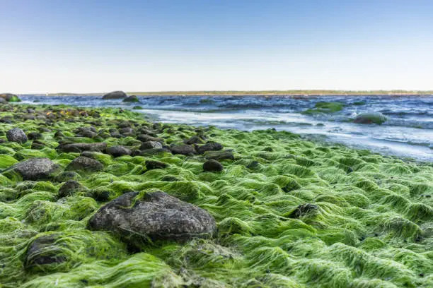 Green algae and stones on the shores of the Baltic Sea