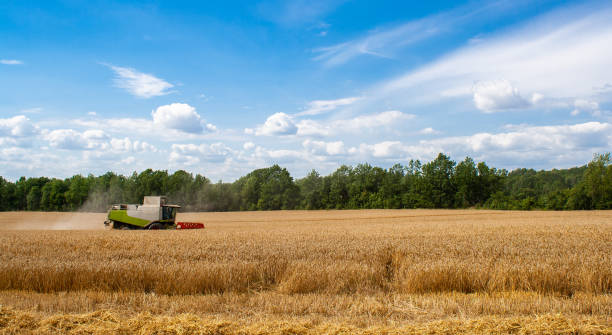 istock Combine harvester harvests ripe wheat in field 1268986561