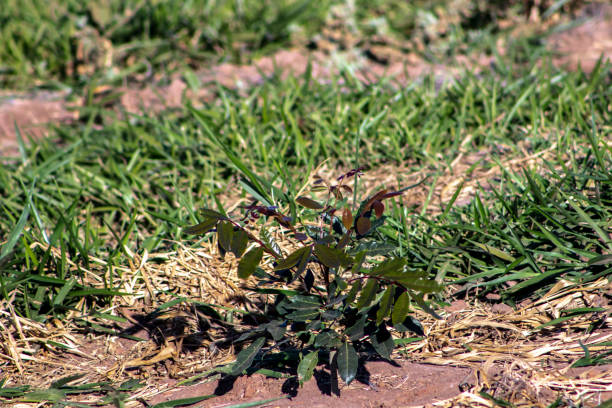 istock Field with eucalyptus planted seedlings in Brazil 1268990537