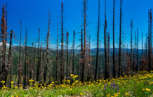 burned trees in north cascades - north cascades national park mountain flower wildflower imagens e fotografias de stock