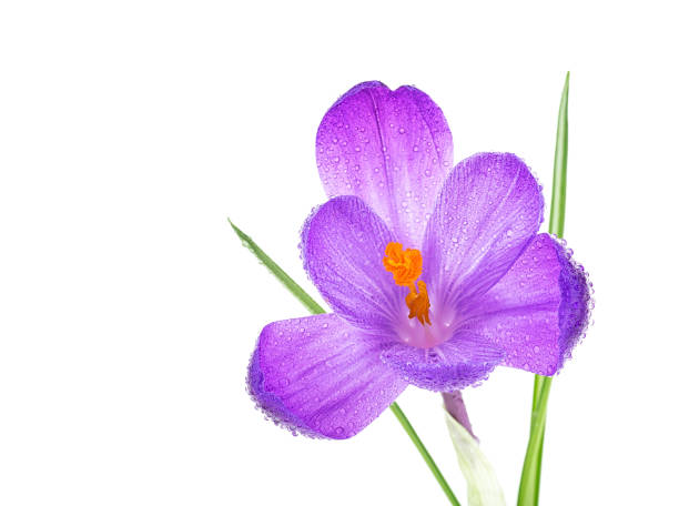 istock Fresh spring flower - crocus flower in water drops isolated on a white background. 1268990602