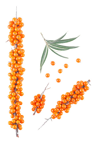 Sea buckthorn. Branches with berries and leaves isolated on a white background, top view.