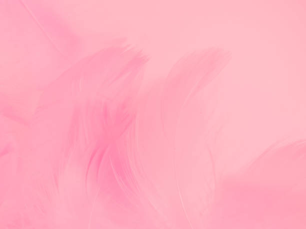 istock Beautiful abstract gray and pink feathers on white background,  white feather frame texture on pink pattern and pink background, love theme wallpaper and valentines day 1268991684
