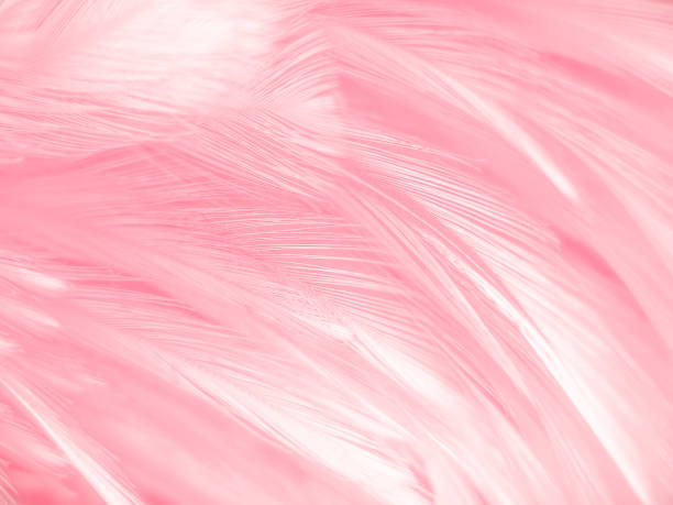 istock Beautiful abstract gray and pink feathers on white background,  white feather frame texture on pink pattern and pink background, love theme wallpaper and valentines day 1268991691