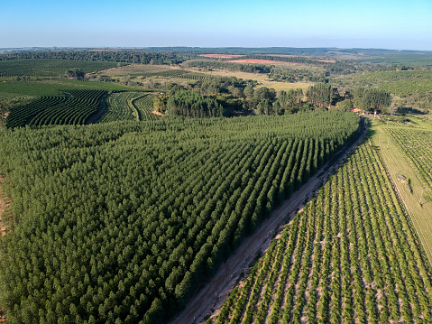 Vista aérea realizada por drone de un campo con plántulas plantadas de eucalipto en Brasil photo