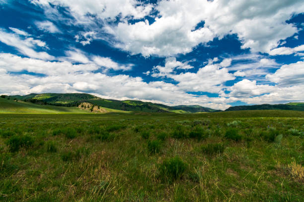 istock Lamar Valley in Yellowstone National Park 1268991968