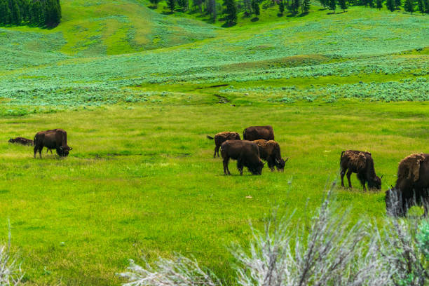 istock Bison in Yellowstone National Park 1268992021