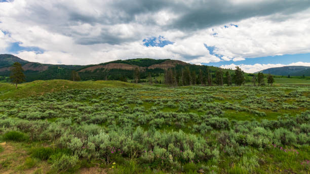 istock Lamar Valley in Yellowstone National Park 1268992095