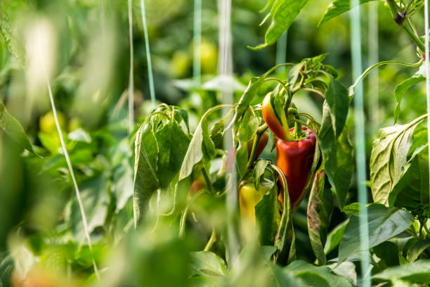 istock Greenhouse for peppers 1268993189