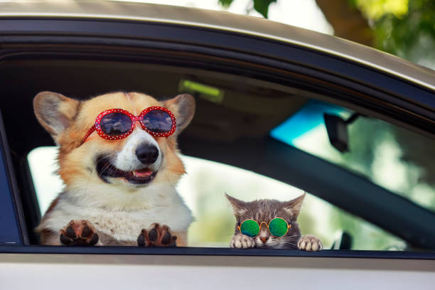 modische und lustige hund und katze in sonnenbrille lehnte sich aus dem autofenster während einer urlaubsreise - dog eared stock-fotos und bilder