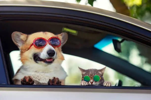 fashionable and funny dog and cat in sunglasses leaned out of the car window during a vacation trip