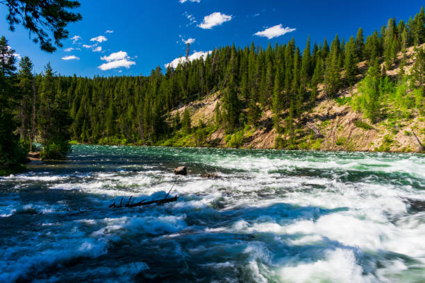 lehardy rapids, parc national de yellowstone - landscape montana wildflower flower photos et images de collection