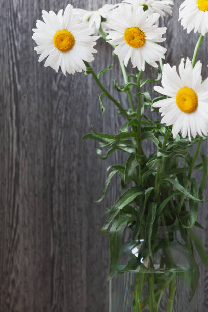 istock Bouquet of large daisies stands on  gray background 1268999475