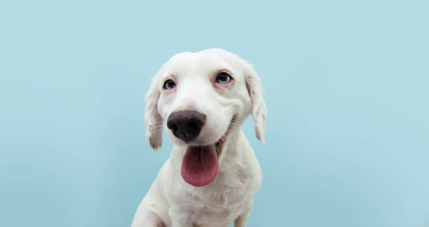 istock Funny happy smiling puppy dog isolated on blue background. 1269010507