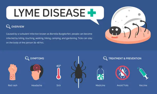 Vector illustration of Infographic illustration about Lyme disease, treatment and prevention, Ticks. Flat design